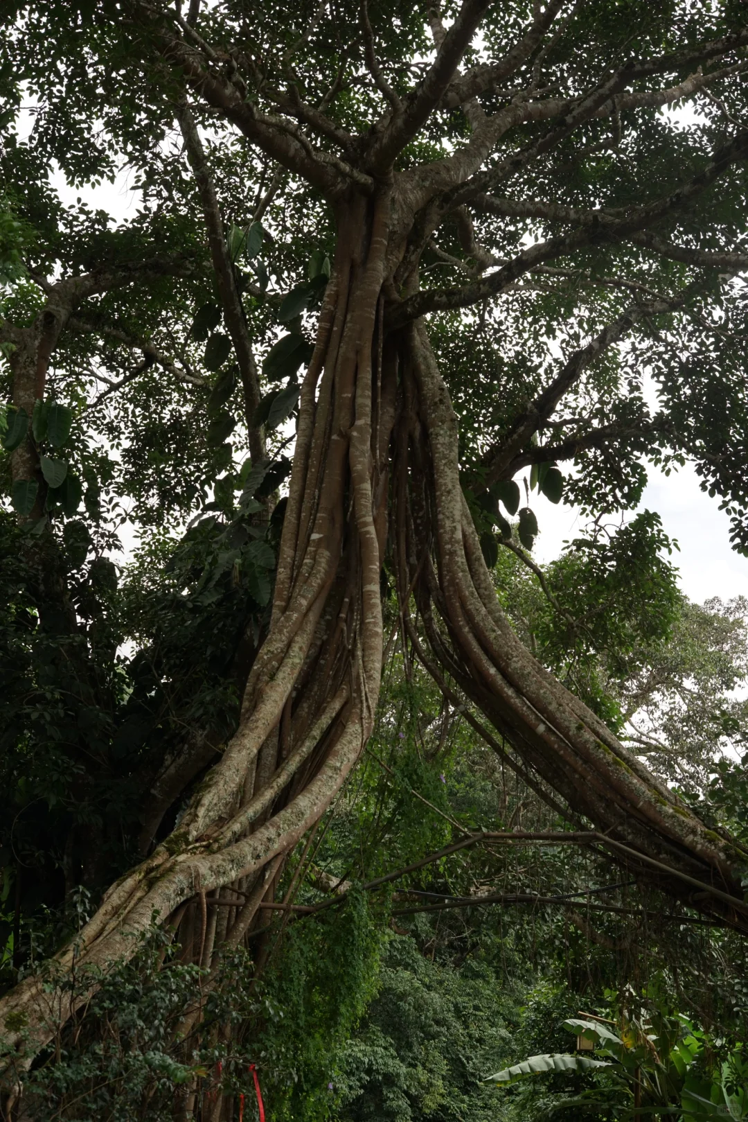 旅行|景迈山|被森林环绕的乌托邦