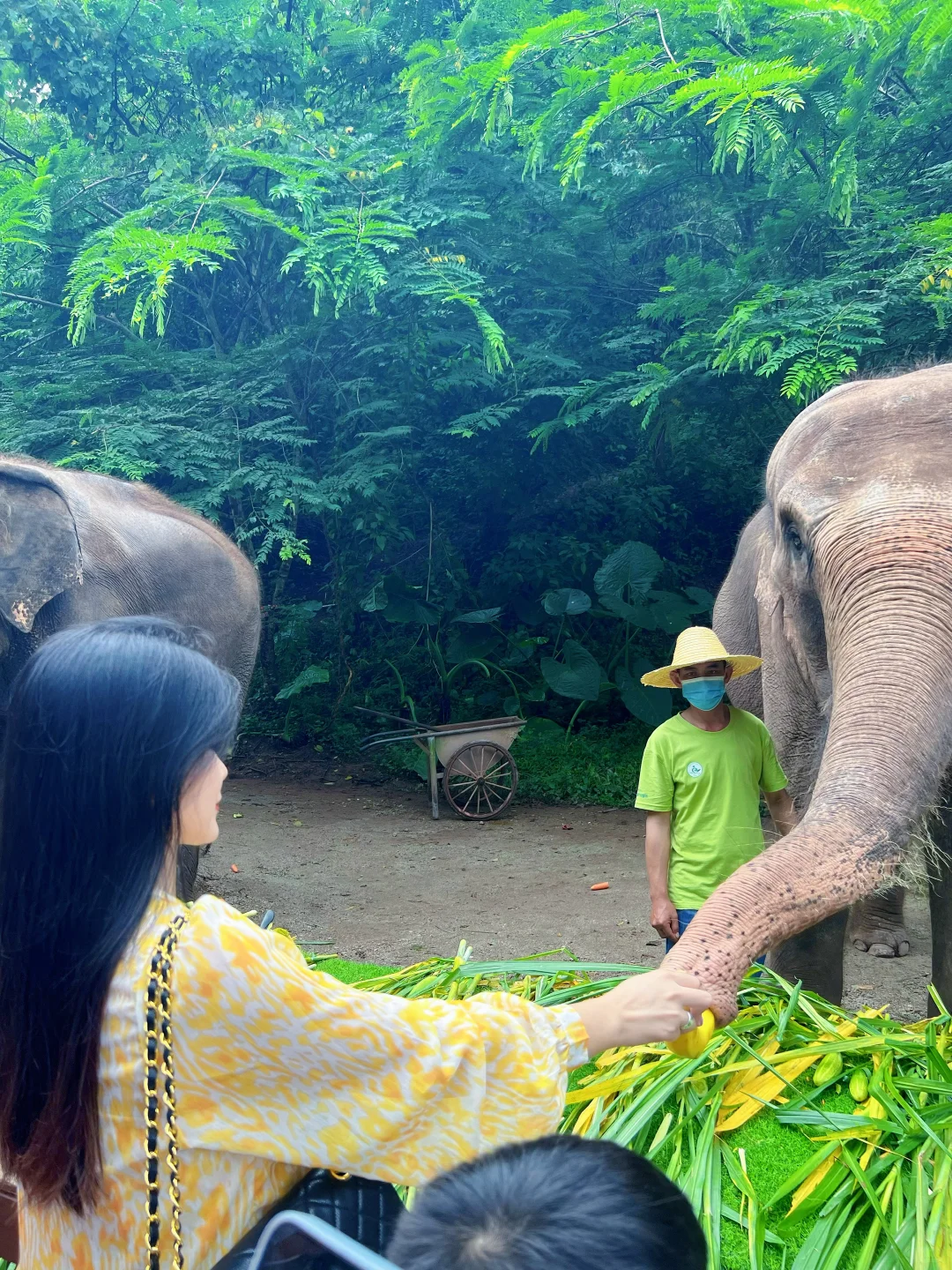 🐘西双版纳野象谷 | 看这一篇就够啦