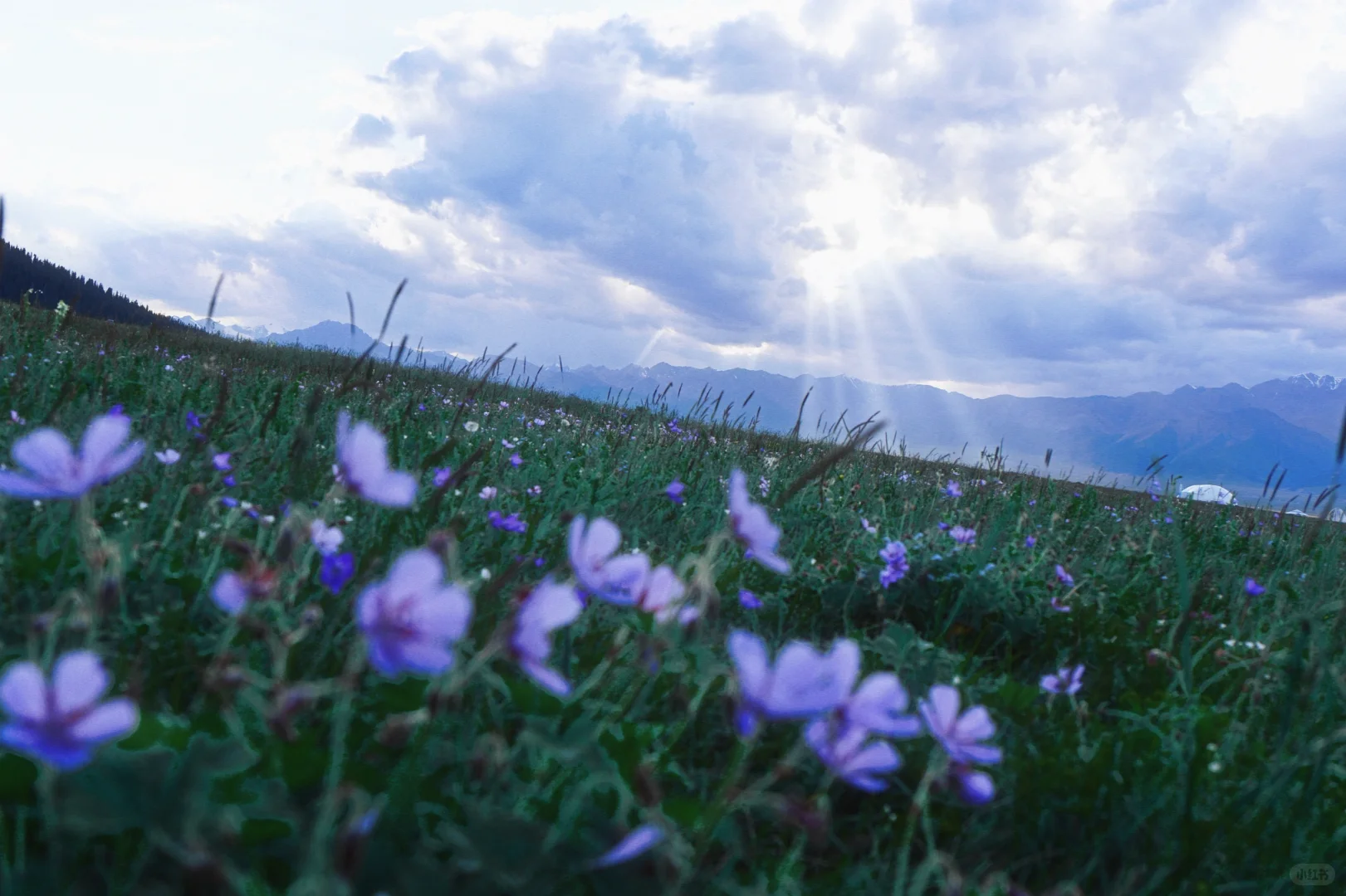 生命的原点——赛里木湖