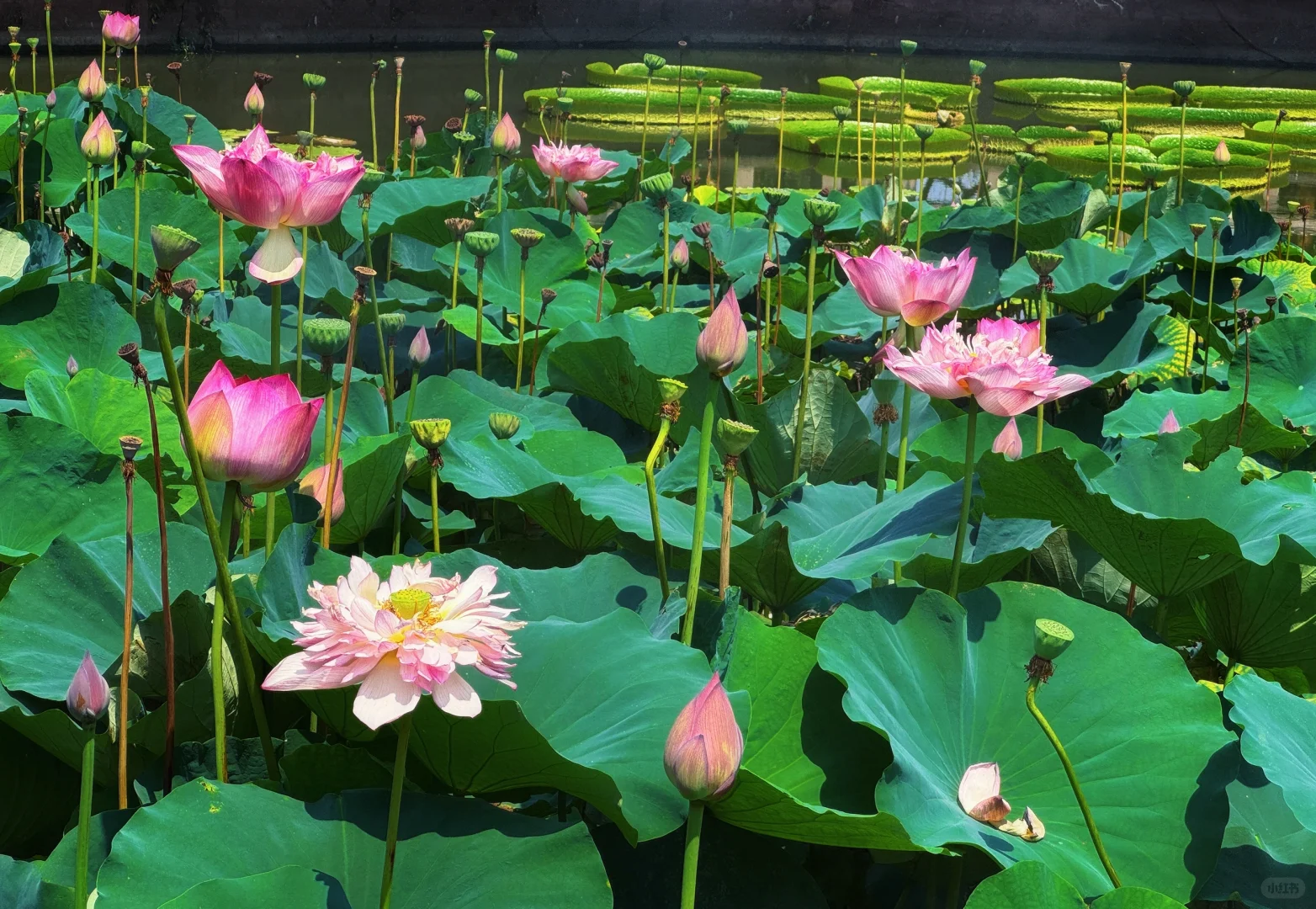 广州莲花山 | 汉服荷花拍照绝美打卡地