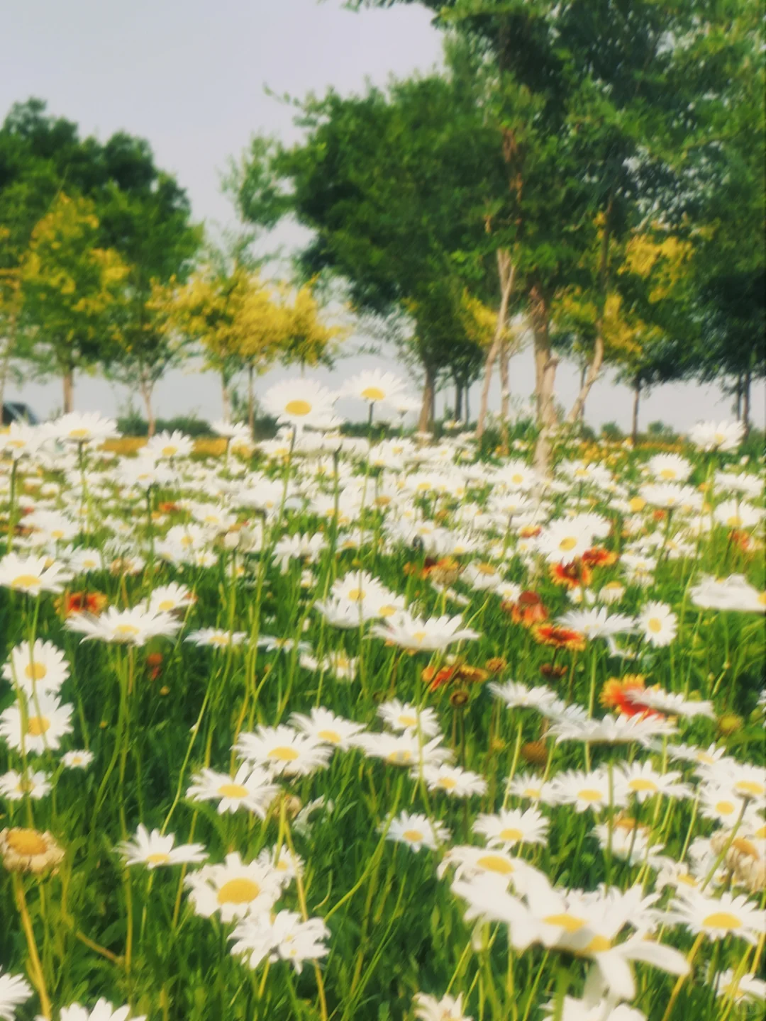 滹沱河花海（附导航位置）