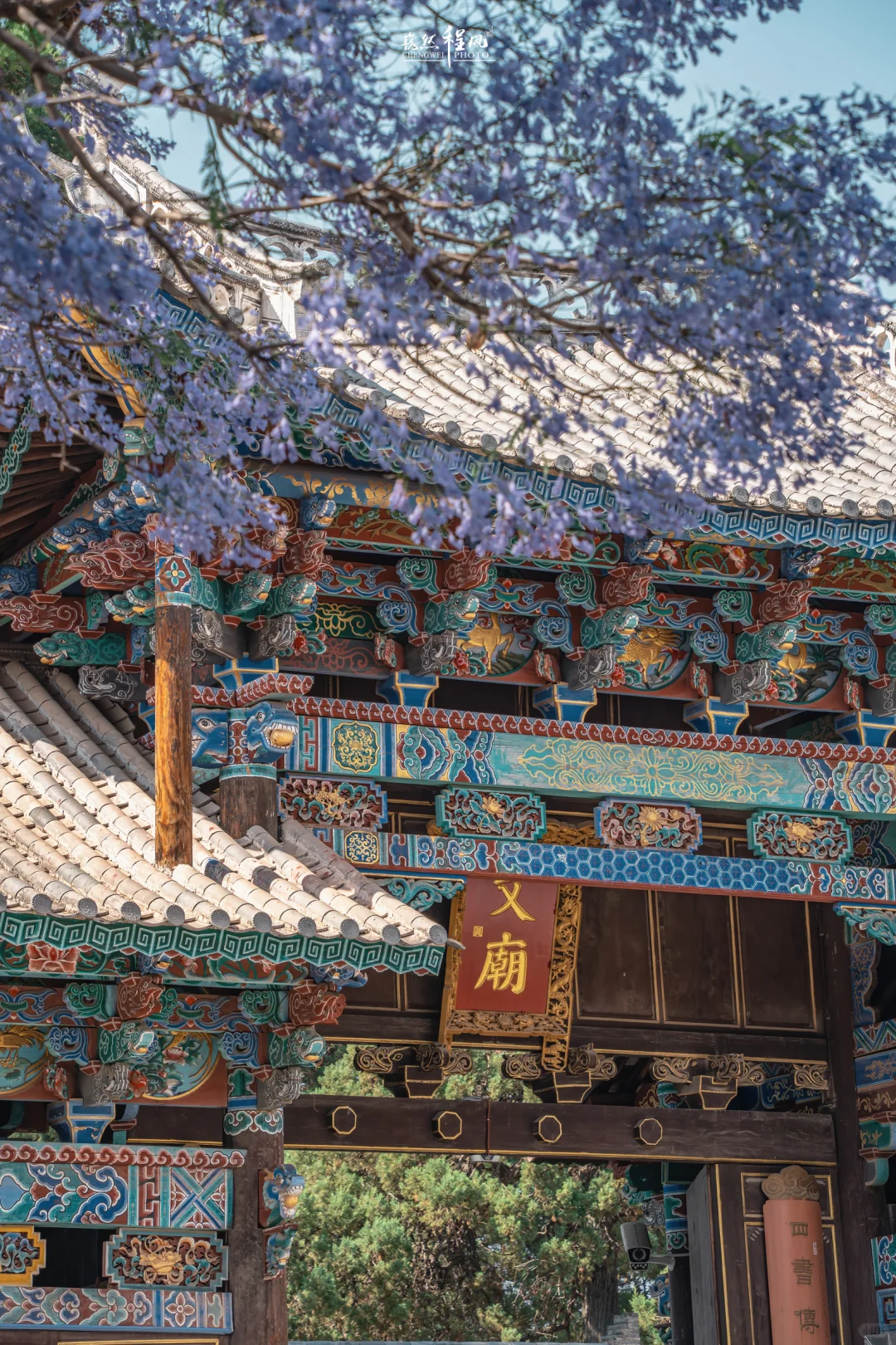 巍山古城 | 蓝花楹盛开下的百年文庙