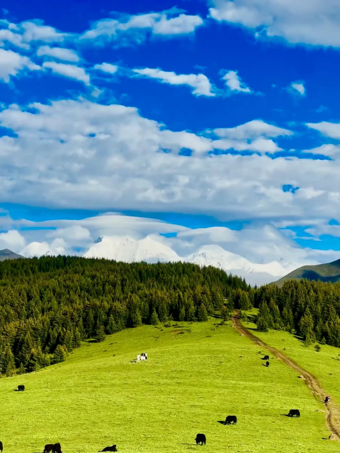 📍7-8月川西简直太美了！live图直出