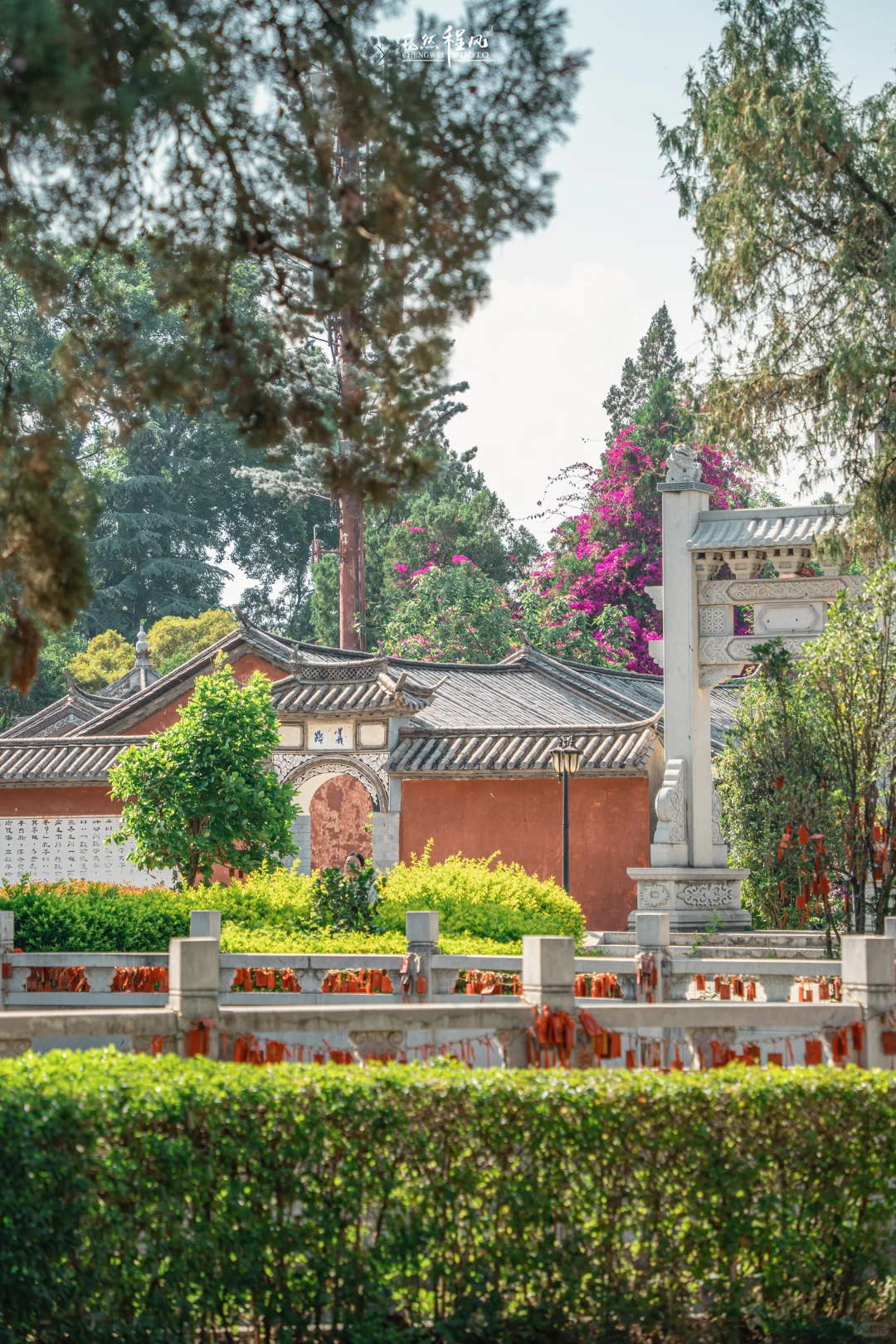 巍山古城 | 蓝花楹盛开下的百年文庙