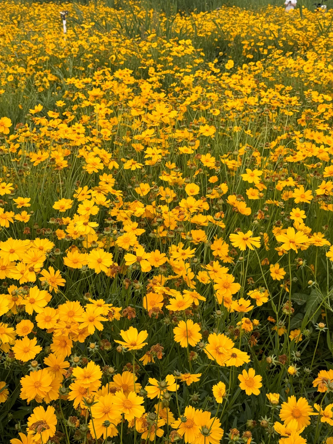 滹沱河花海（附导航位置）