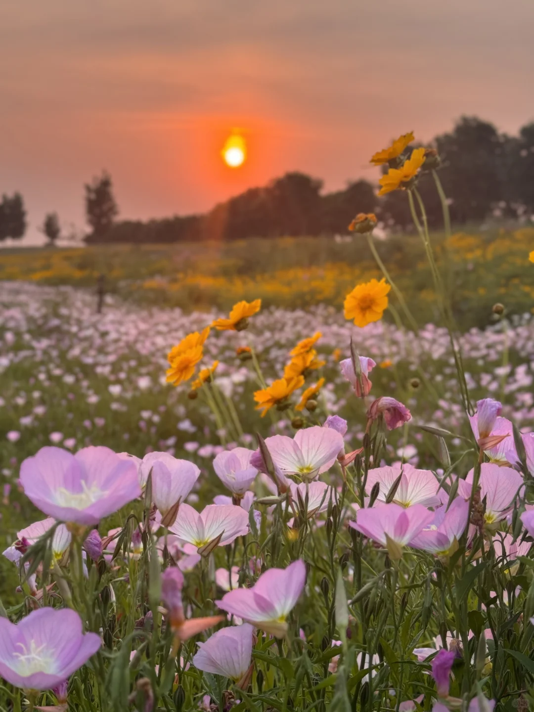 滹沱河花海（附导航位置）