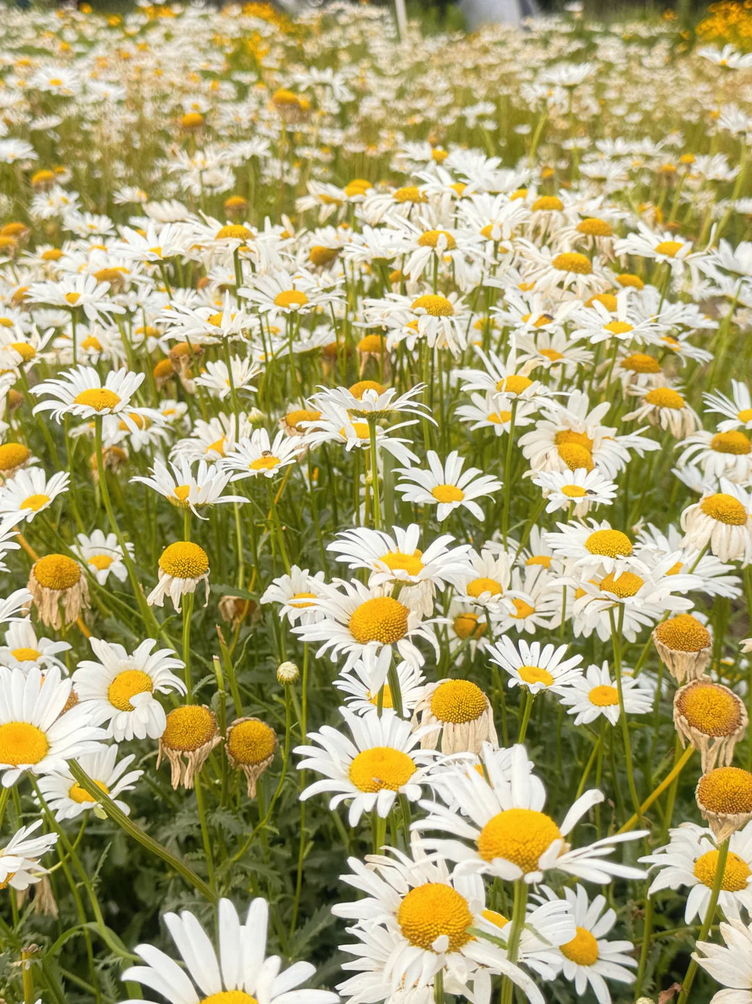 滹沱河花海（附导航位置）