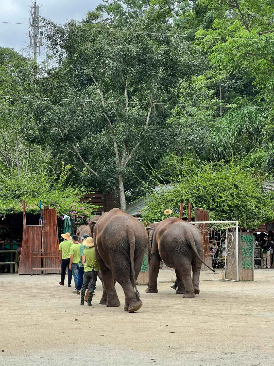 🐘西双版纳野象谷 | 看这一篇就够啦