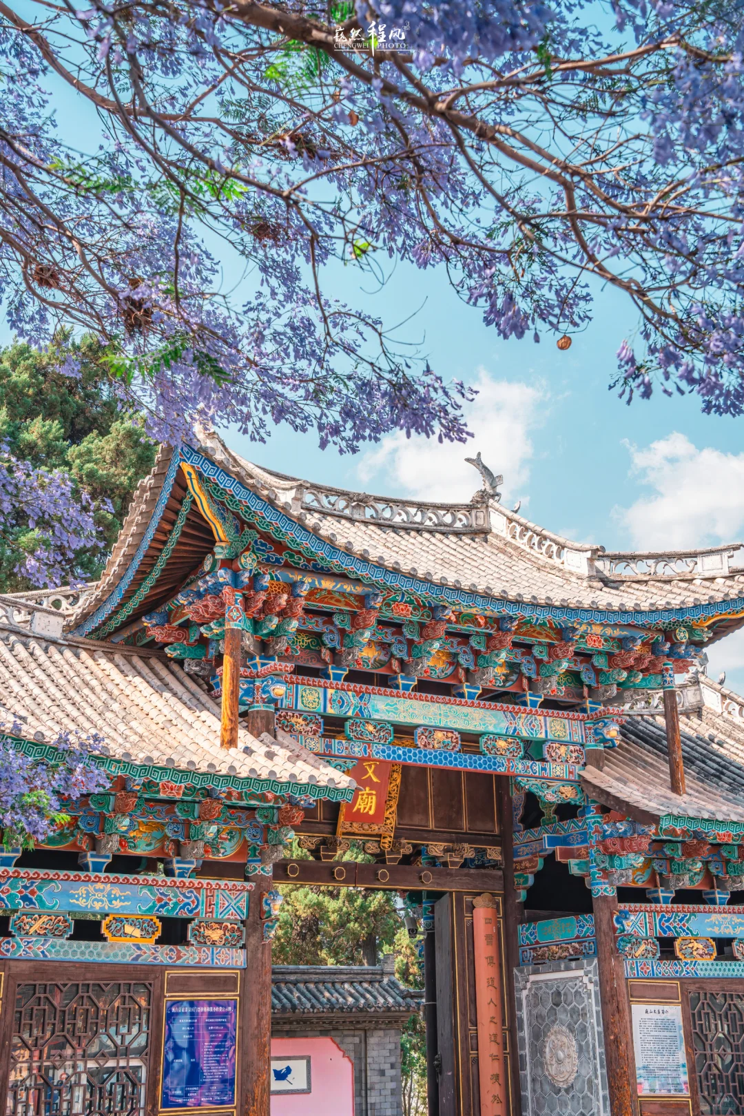 巍山古城 | 蓝花楹盛开下的百年文庙