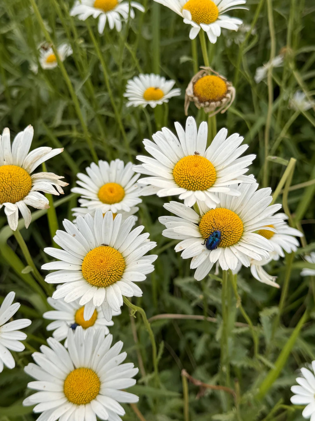 滹沱河花海（附导航位置）