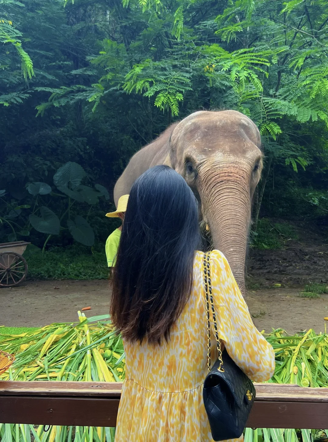 🐘西双版纳野象谷 | 看这一篇就够啦