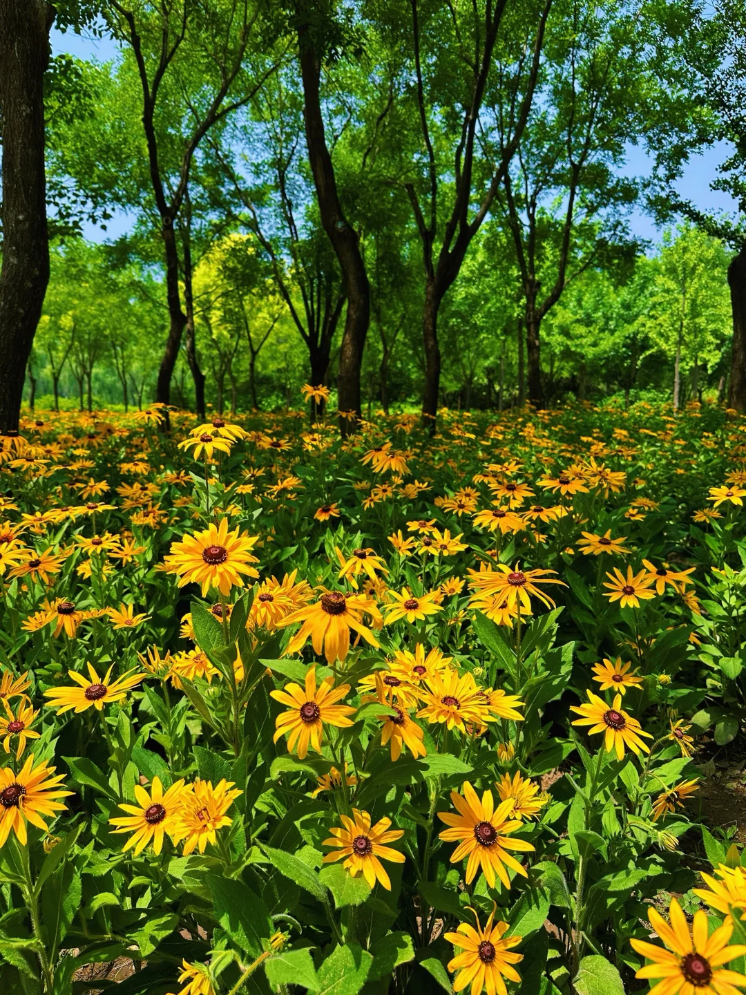 在北京！夏日绿野仙踪CityWalk路线！附攻略