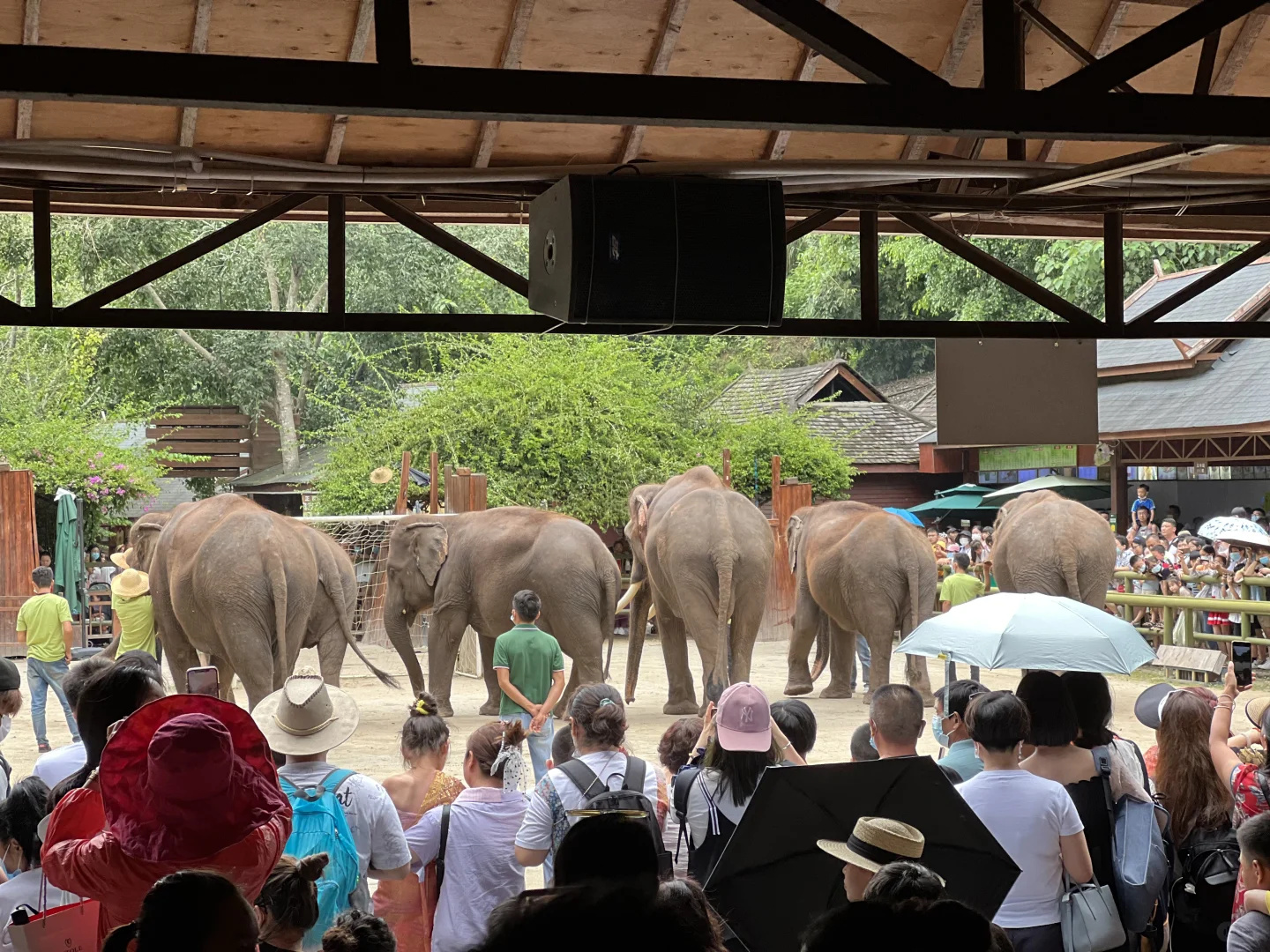 🐘西双版纳野象谷 | 看这一篇就够啦