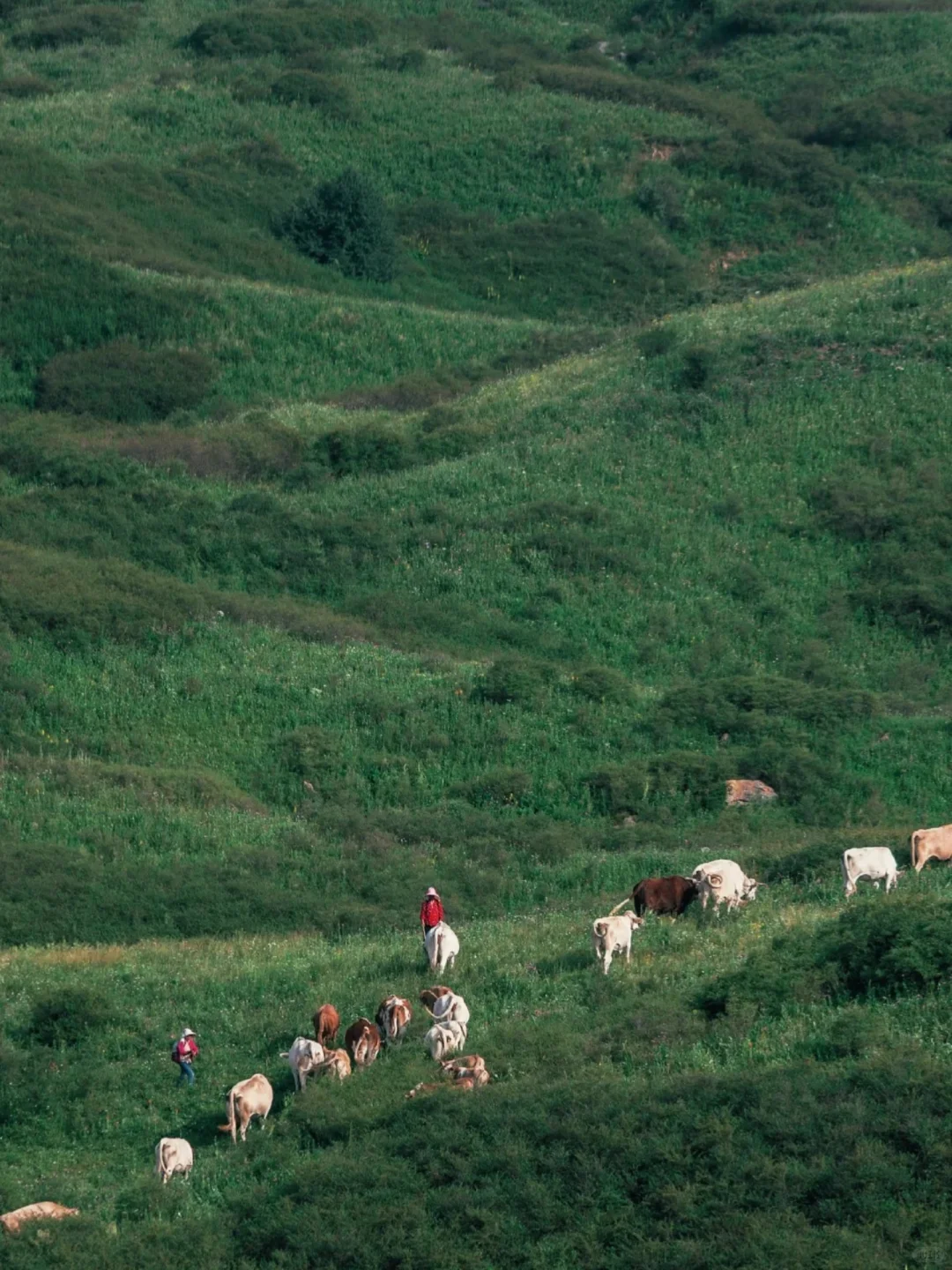 夏天的山西，是一个巨大的空调房