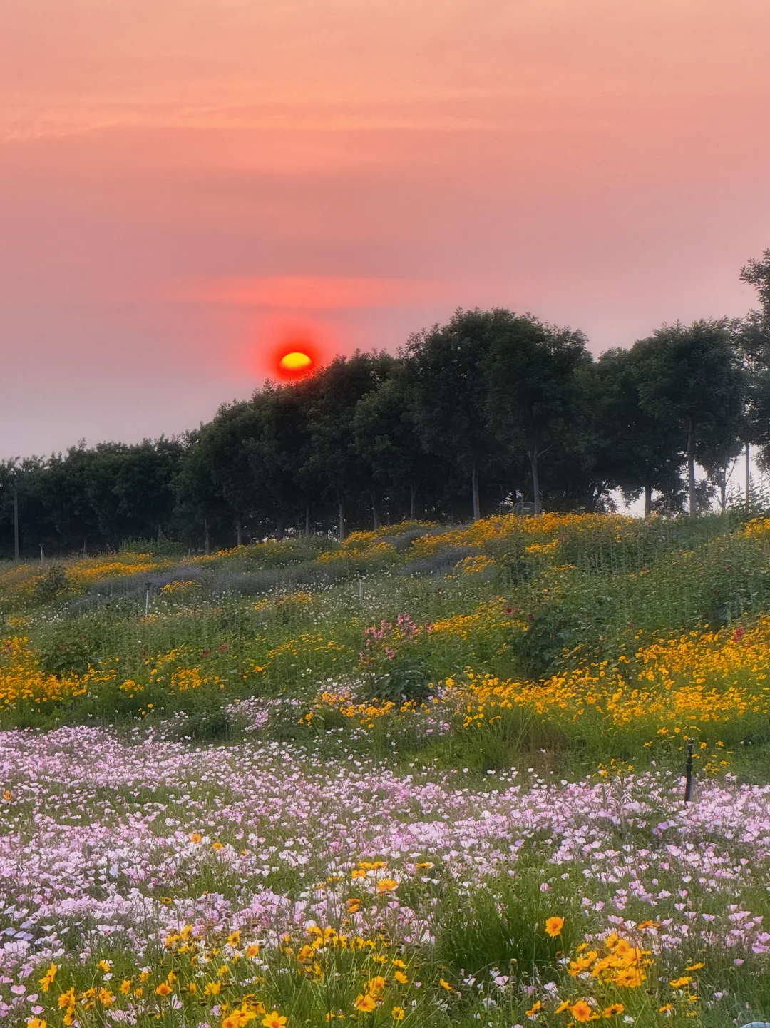 滹沱河花海（附导航位置）