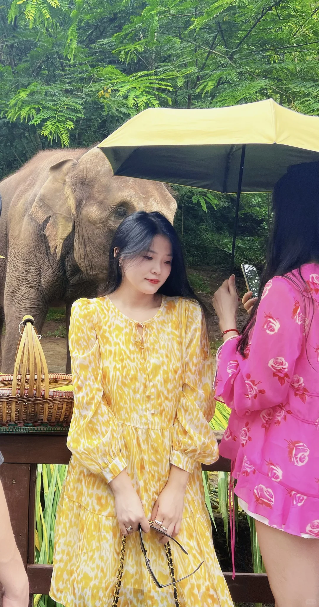 🐘西双版纳野象谷 | 看这一篇就够啦