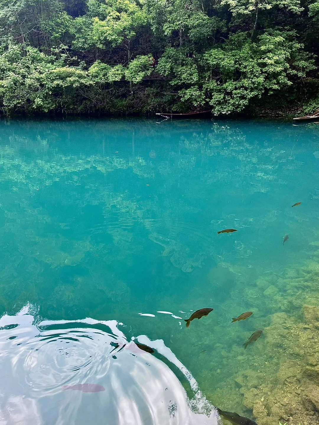 荔波小七孔live🍃人间绿宝石名不虚传