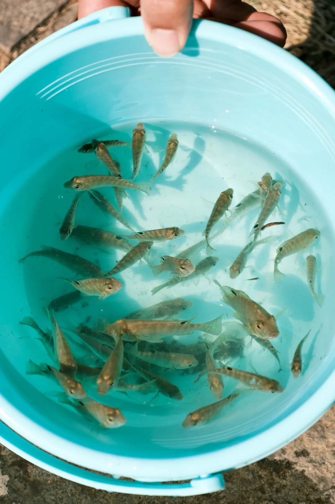 一次性讲清弥勒到底怎么玩🤩