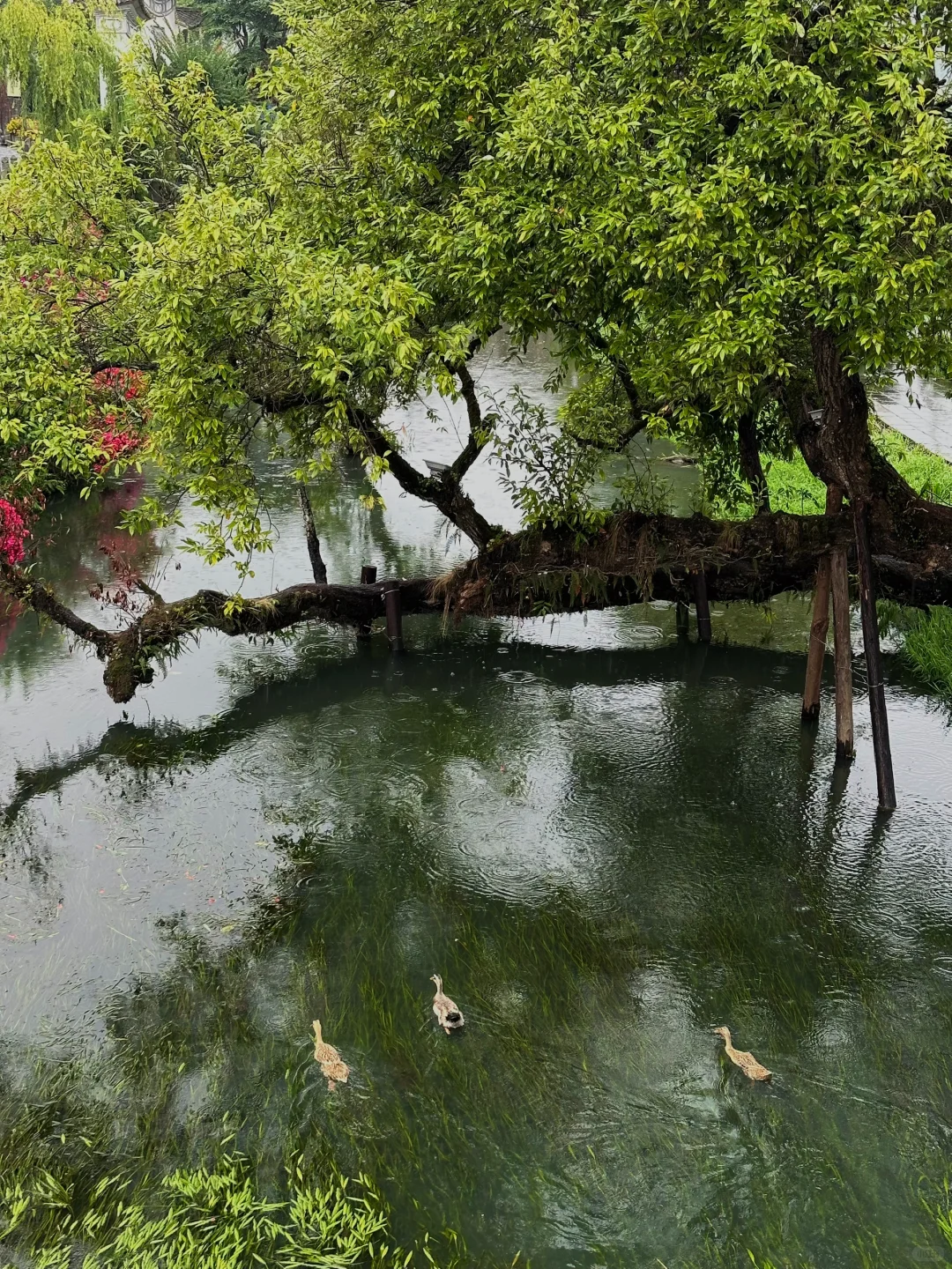 这么久了，还是觉得腾冲和顺古镇无法超越🍃