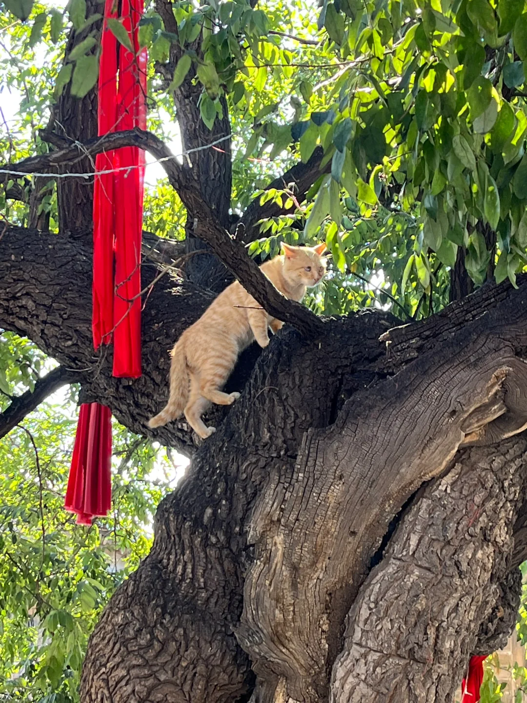 山西｜两天看遍罗马！长城！峡谷！红色文化