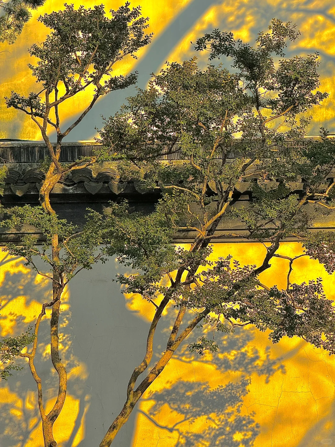 welcome to China|拙政园的封神Live