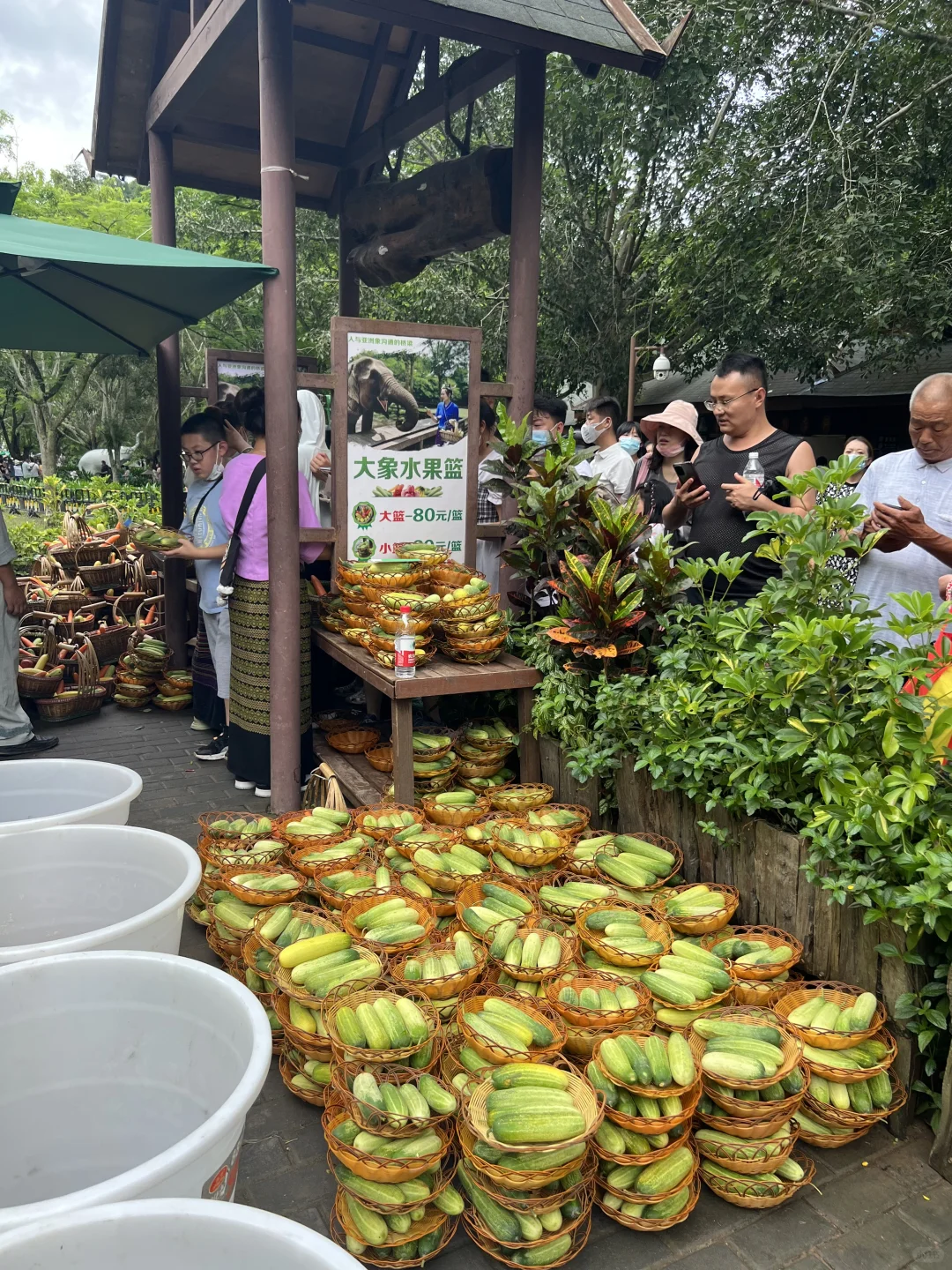 🐘西双版纳野象谷 | 看这一篇就够啦