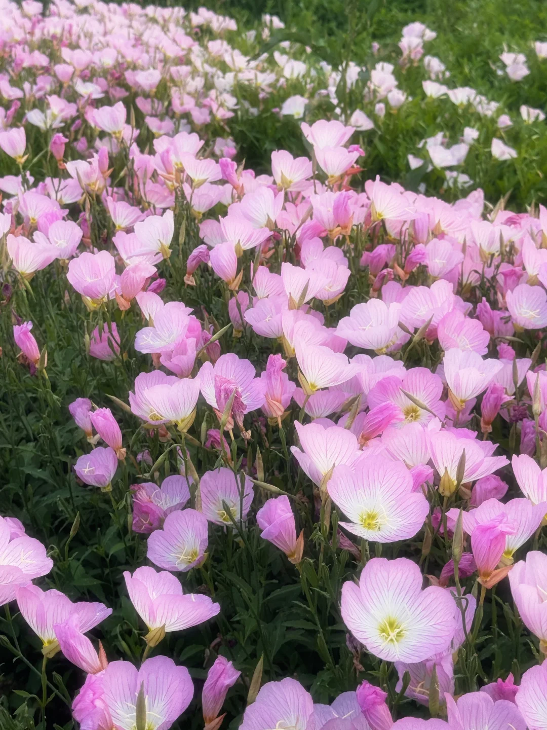 滹沱河花海（附导航位置）