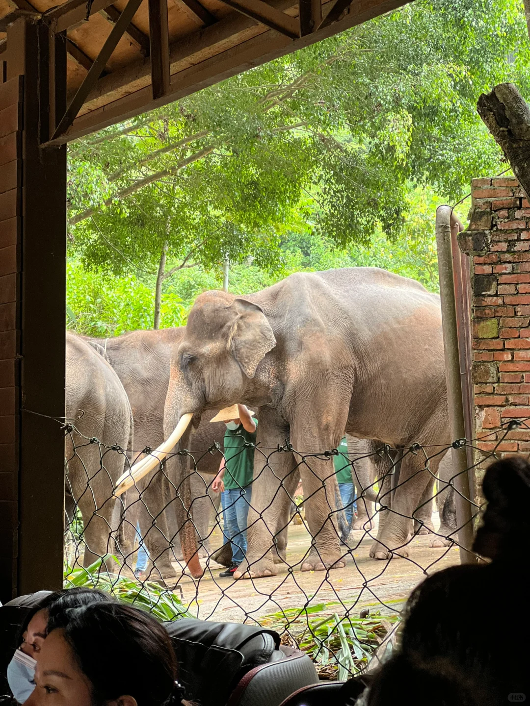 🐘西双版纳野象谷 | 看这一篇就够啦