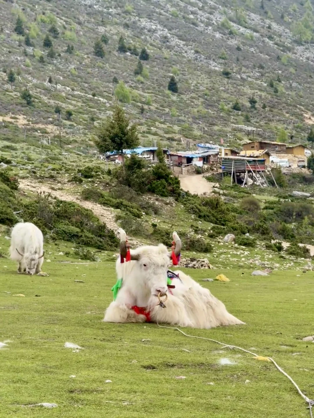 📍7-8月川西简直太美了！live图直出