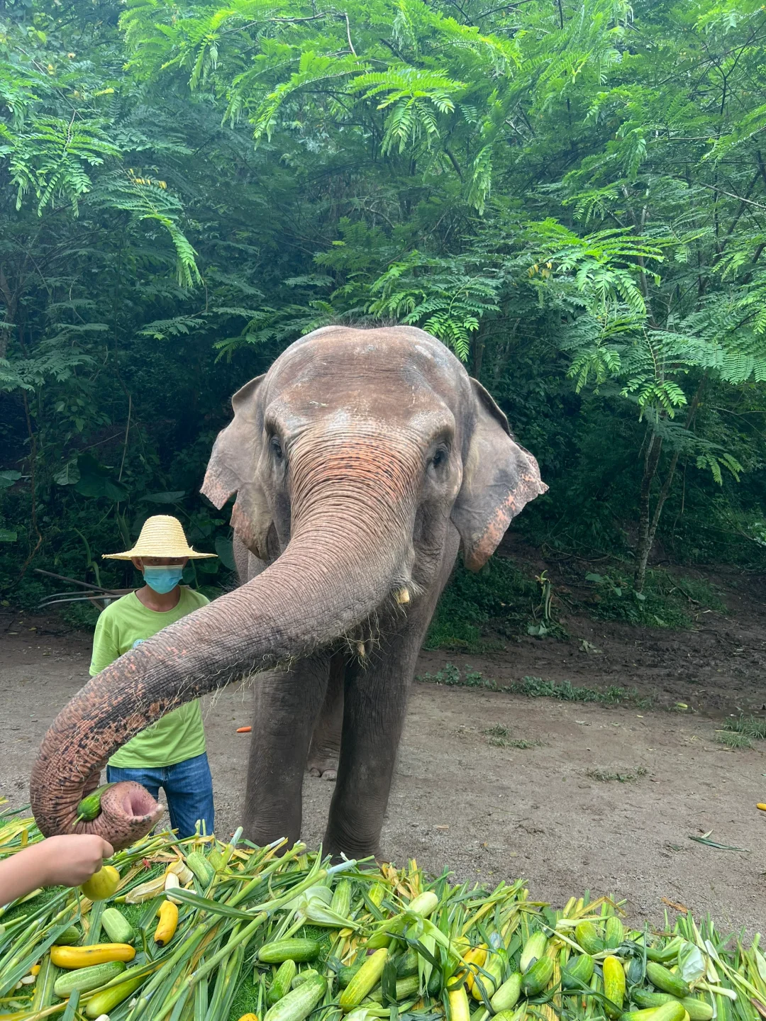 🐘西双版纳野象谷 | 看这一篇就够啦