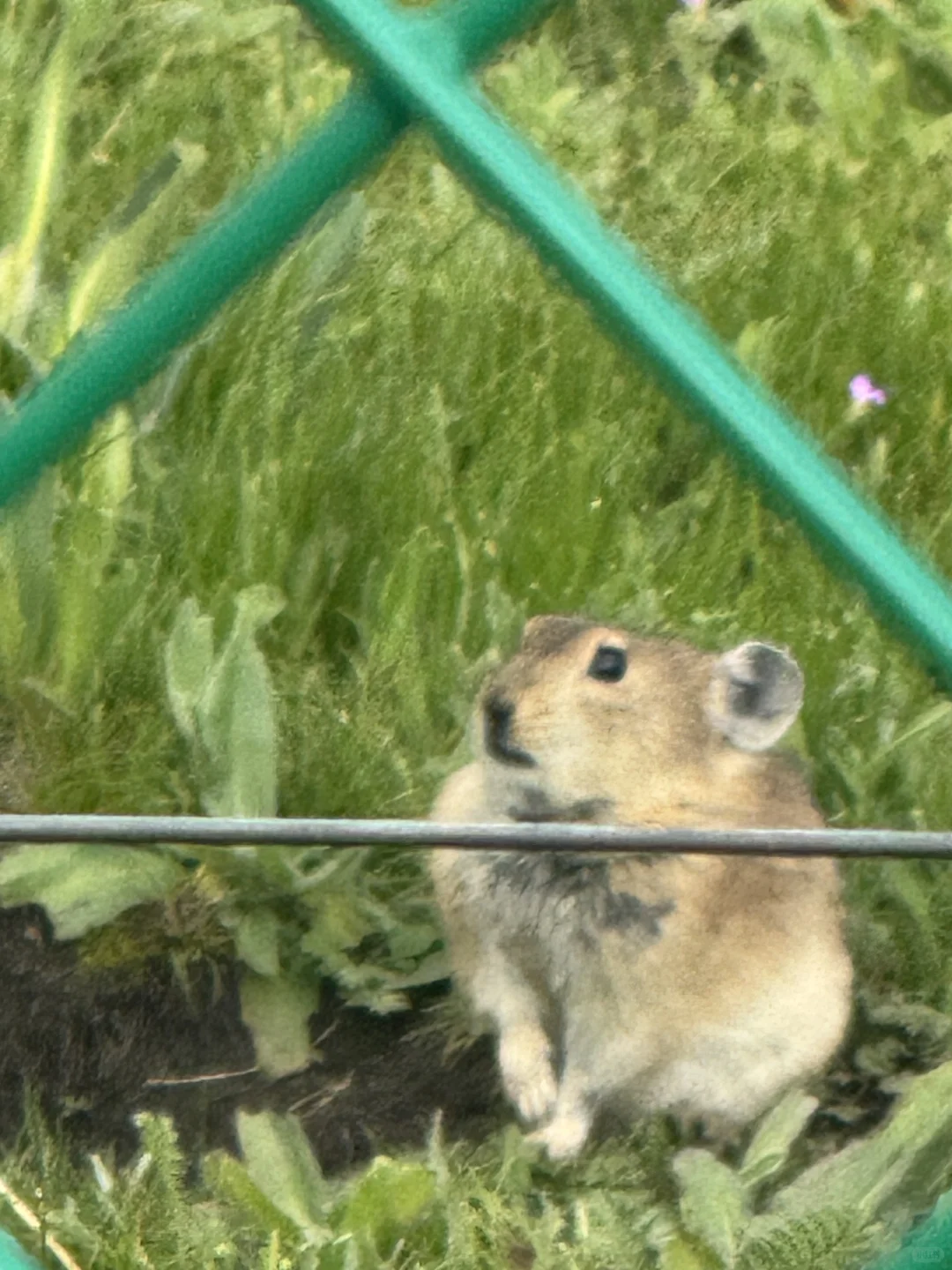 被景区旱厕吓晕