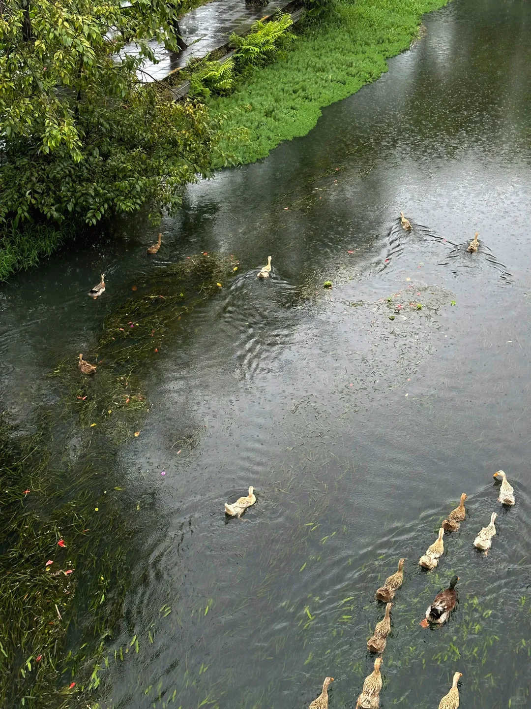 这么久了，还是觉得腾冲和顺古镇无法超越🍃
