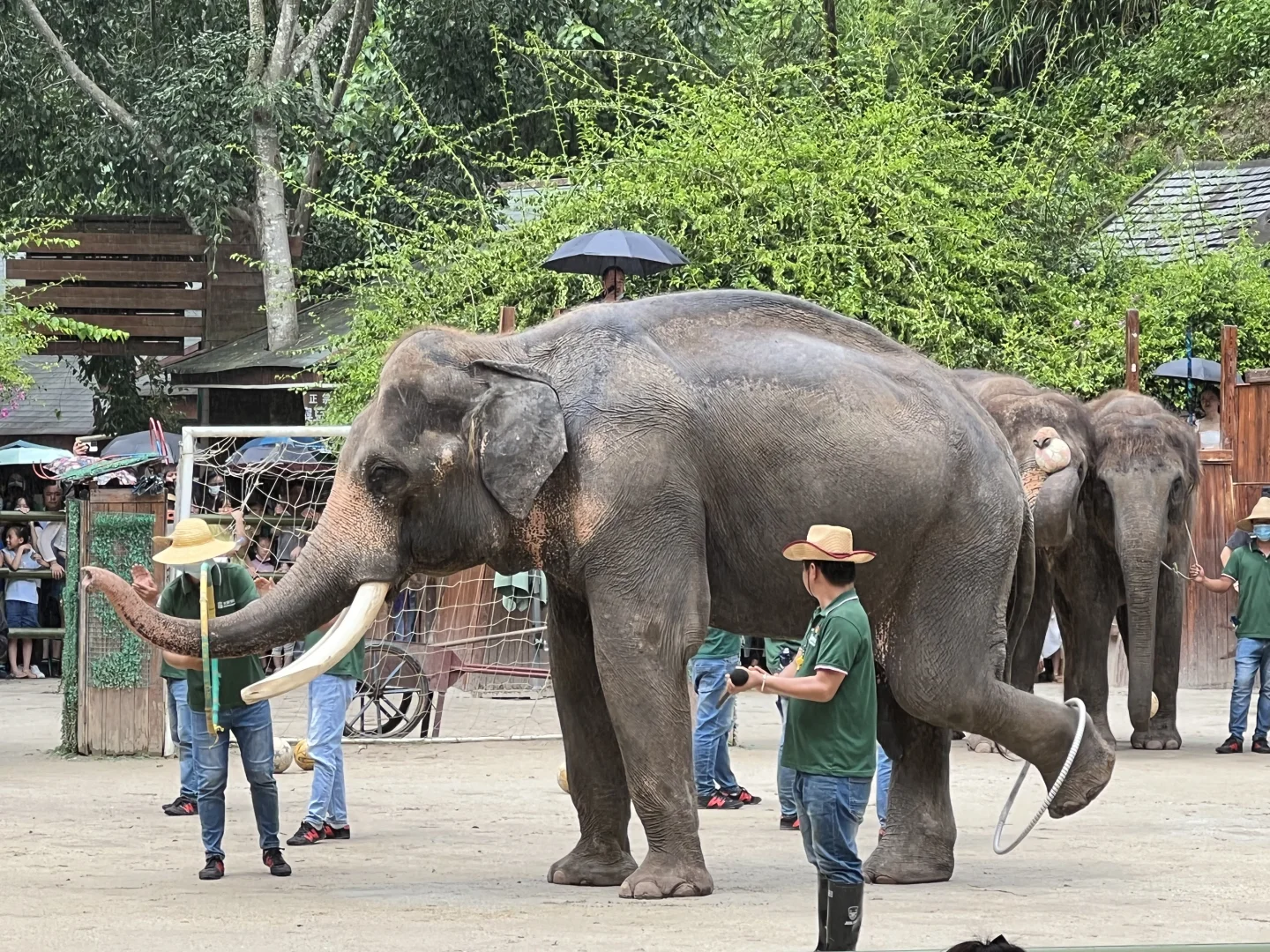 🐘西双版纳野象谷 | 看这一篇就够啦
