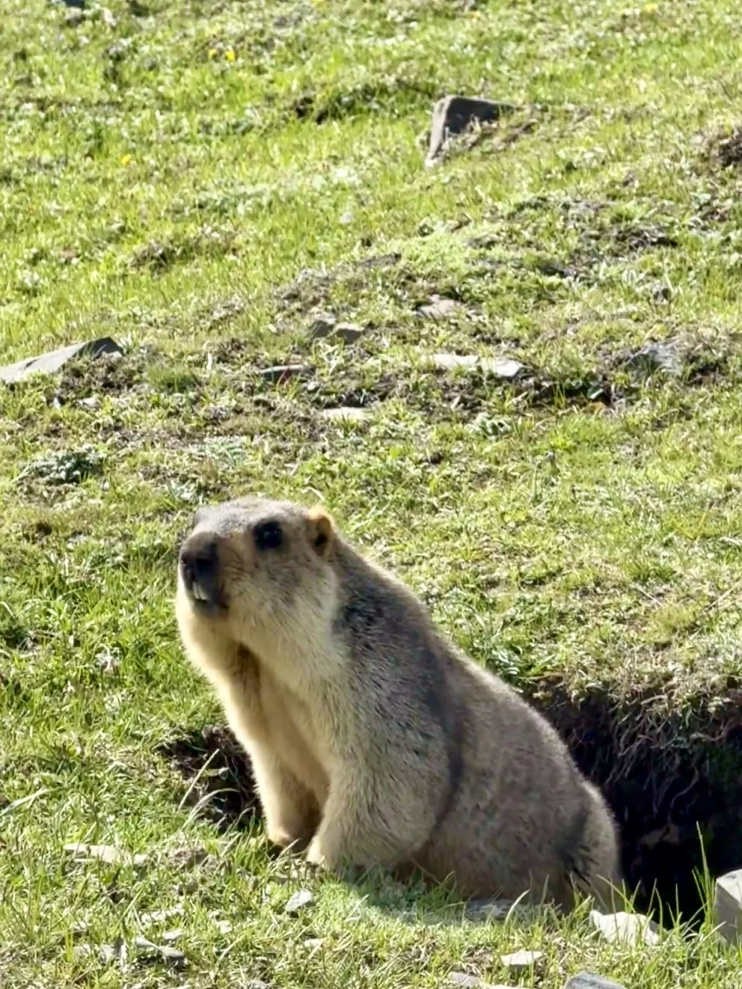 📍7-8月川西简直太美了！live图直出