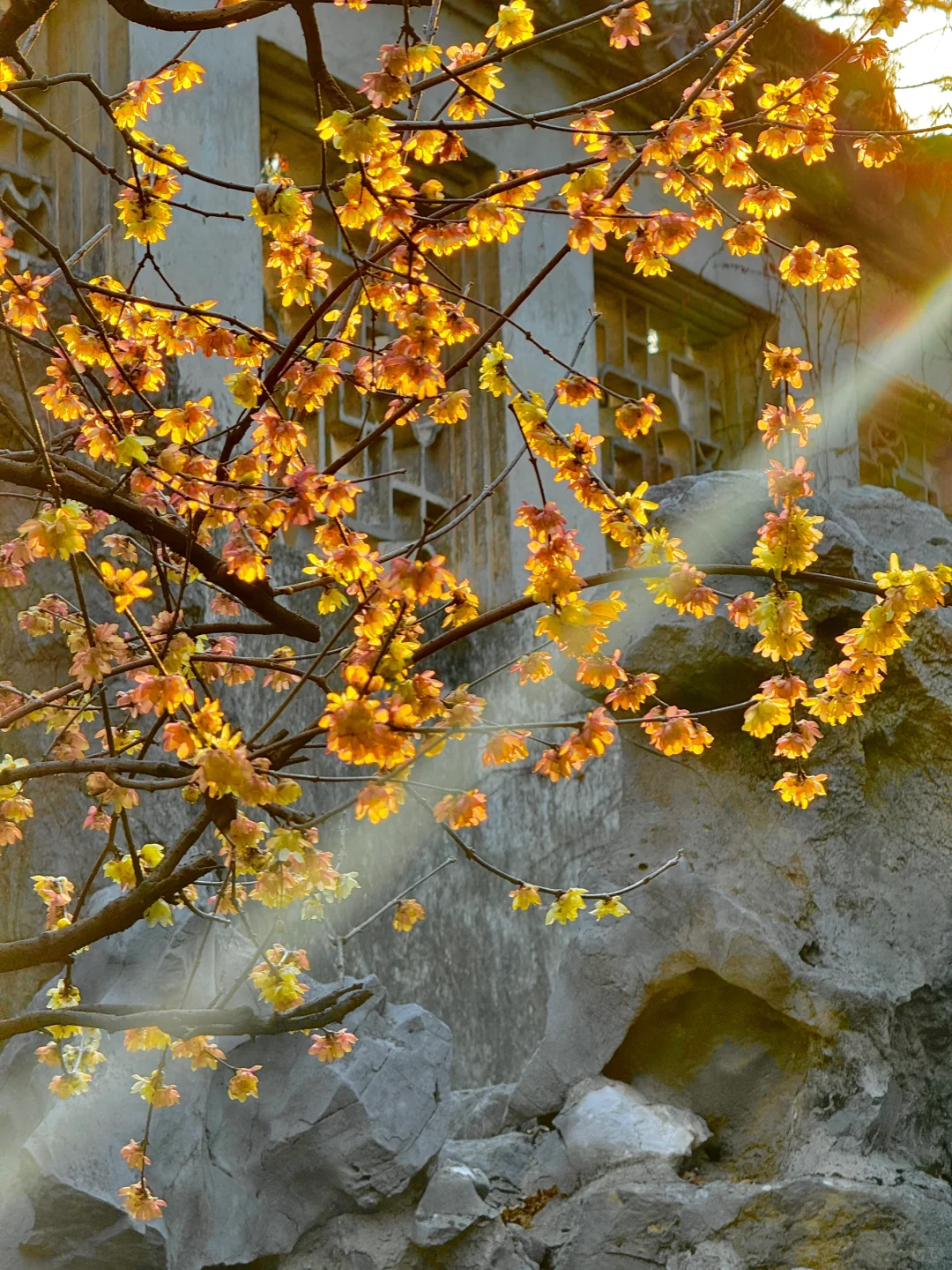 welcome to China|拙政园的封神Live