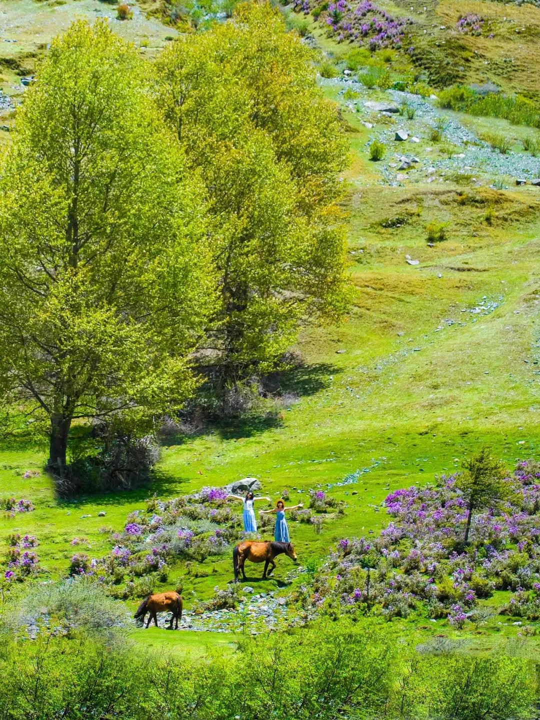 夏季的四姑娘山美成了一幅油画!!!live图