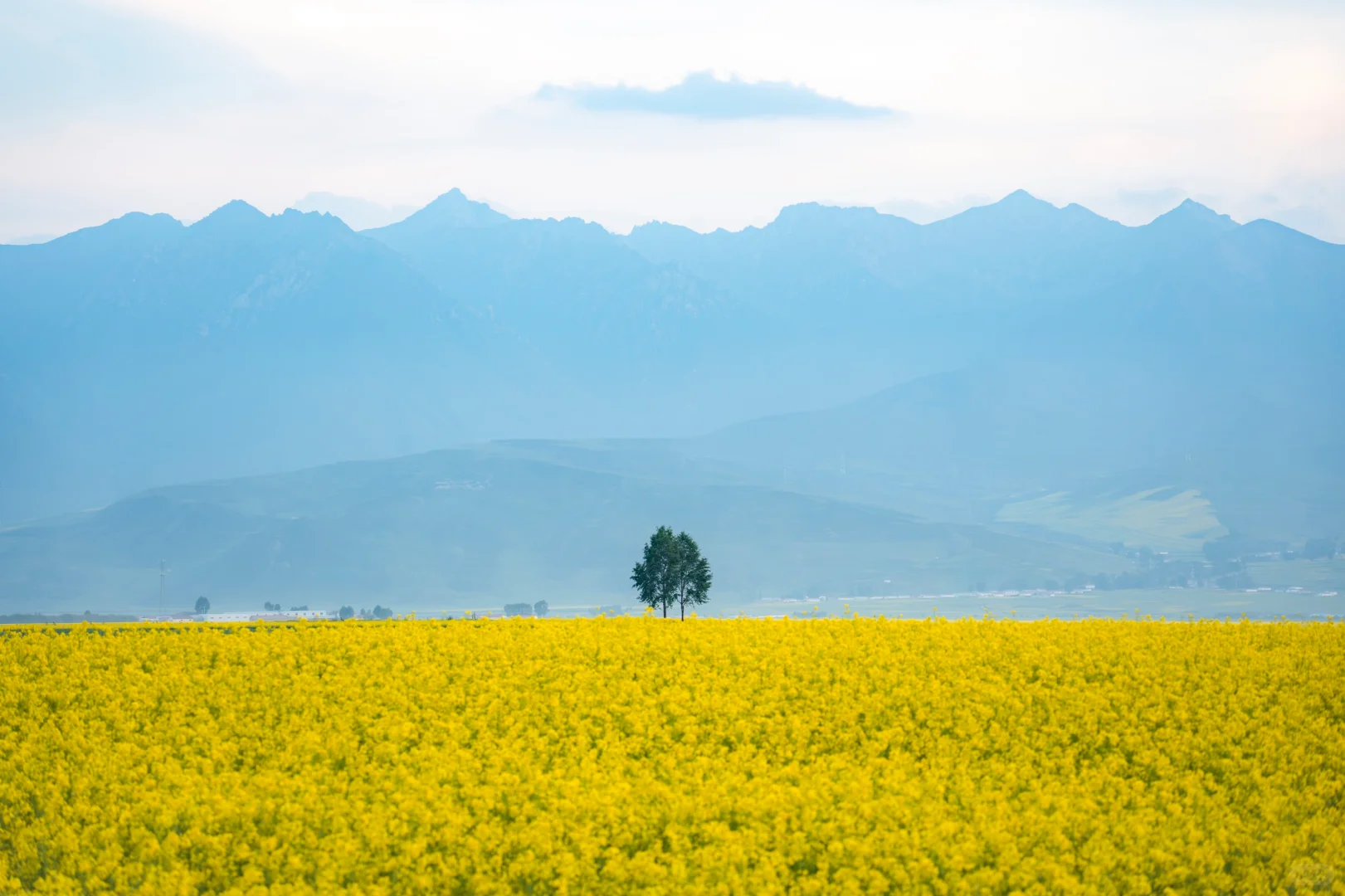 7月份最适合去的小众城市--门源🌼