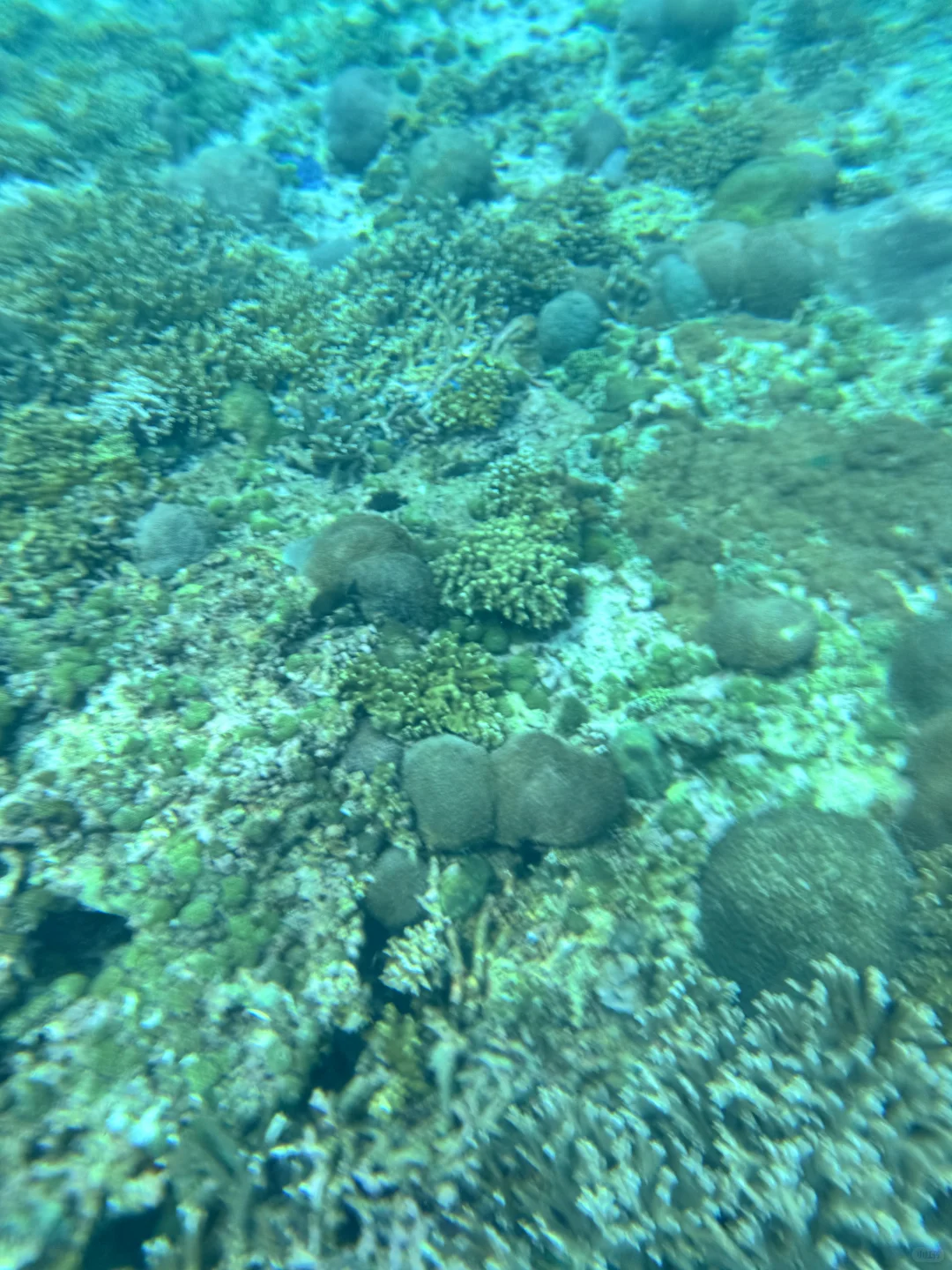 巴厘岛旅游｜喜欢玻璃海里的海葵和珊瑚🪸