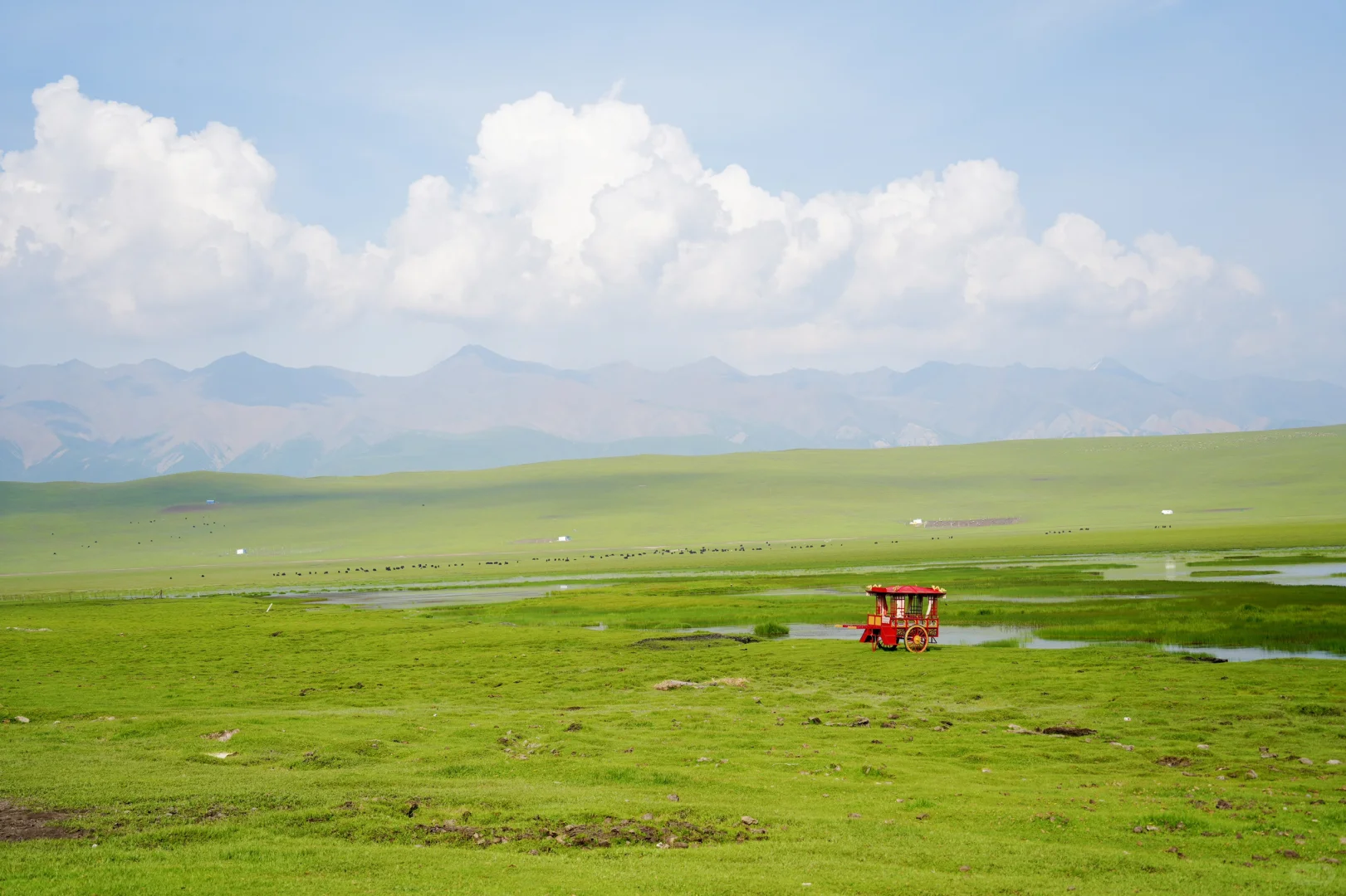 7月份最适合去的小众城市--门源🌼