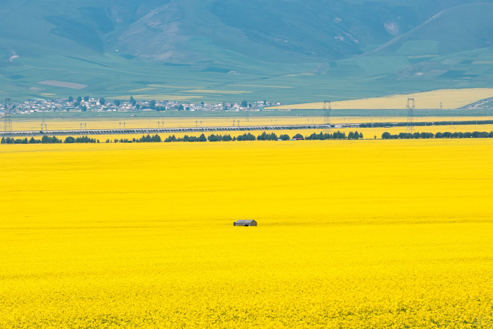 7月份最适合去的小众城市--门源🌼