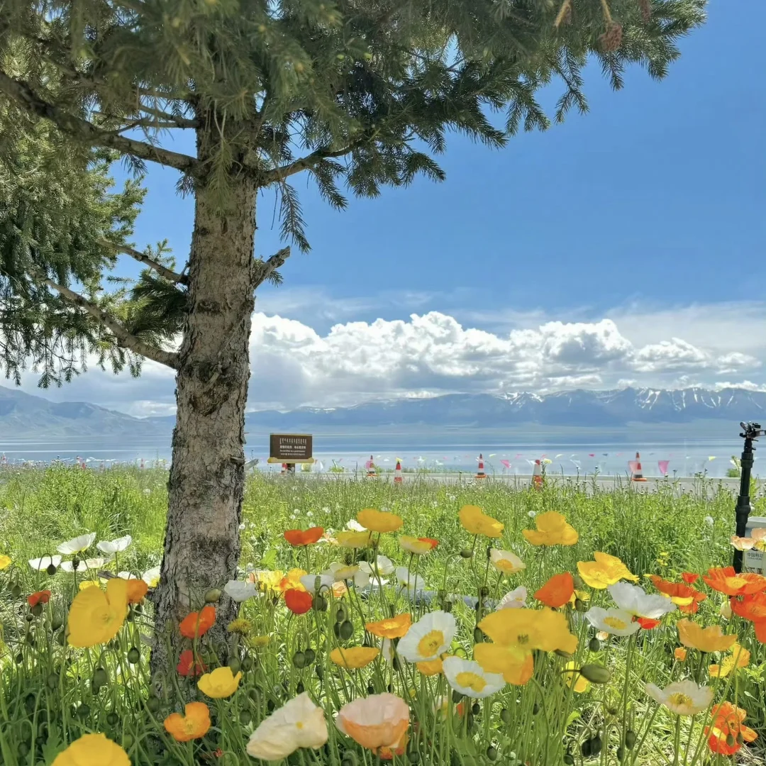 赛里木湖-𝗪𝗲𝗖𝗵𝗮𝘁背景图