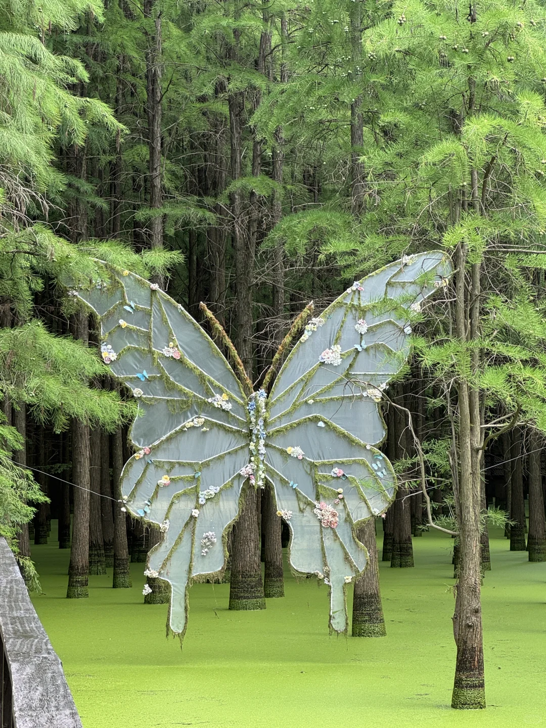 📍杭州｜去青山湖水上森林里喂鹿🦌