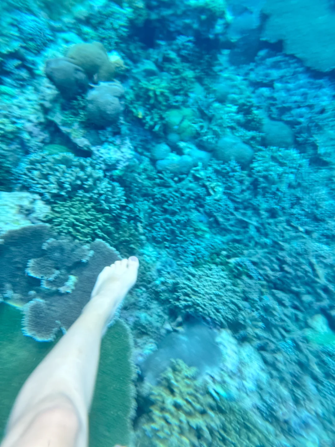 巴厘岛旅游｜喜欢玻璃海里的海葵和珊瑚🪸