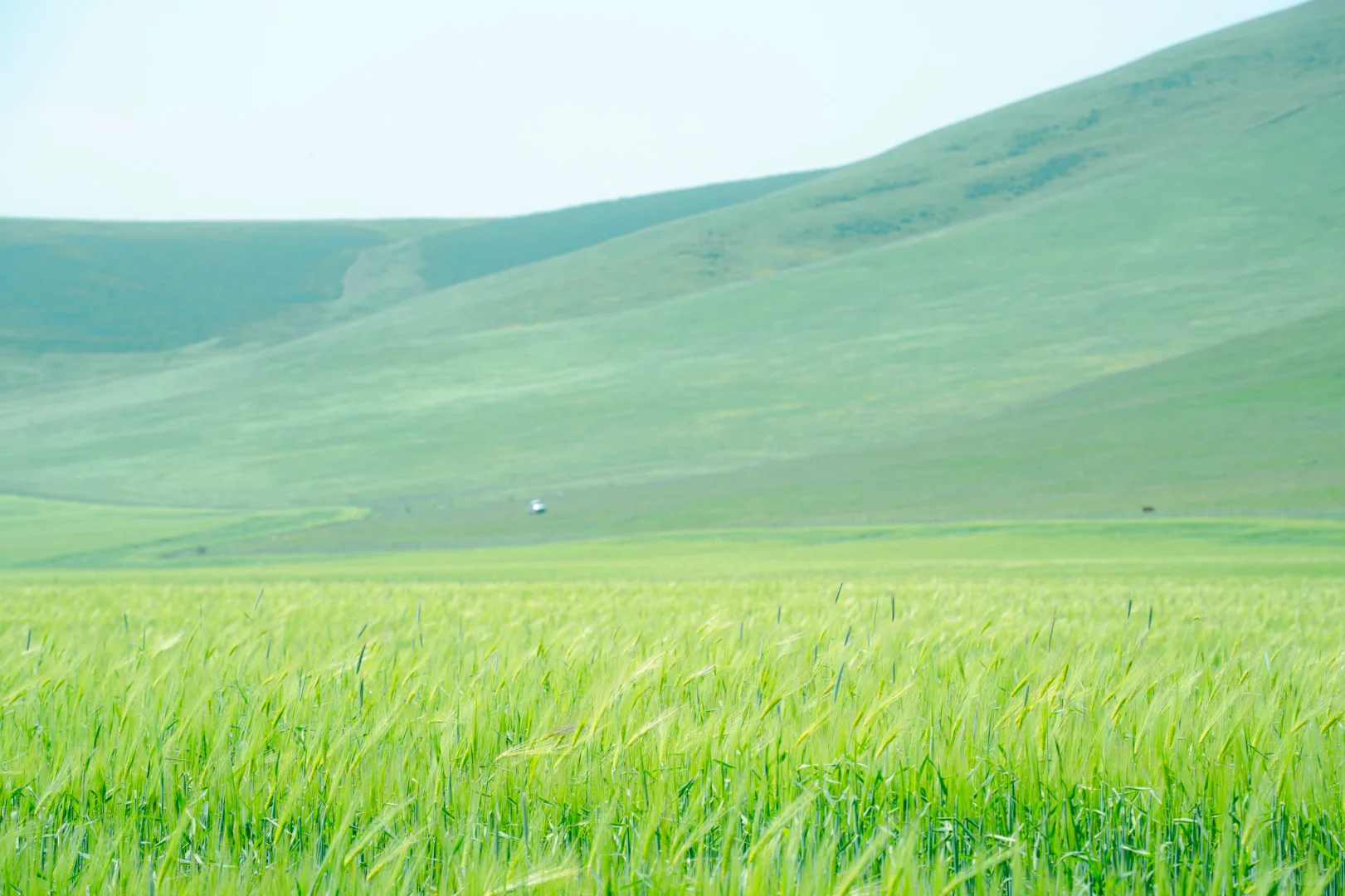 7月份最适合去的小众城市--门源🌼