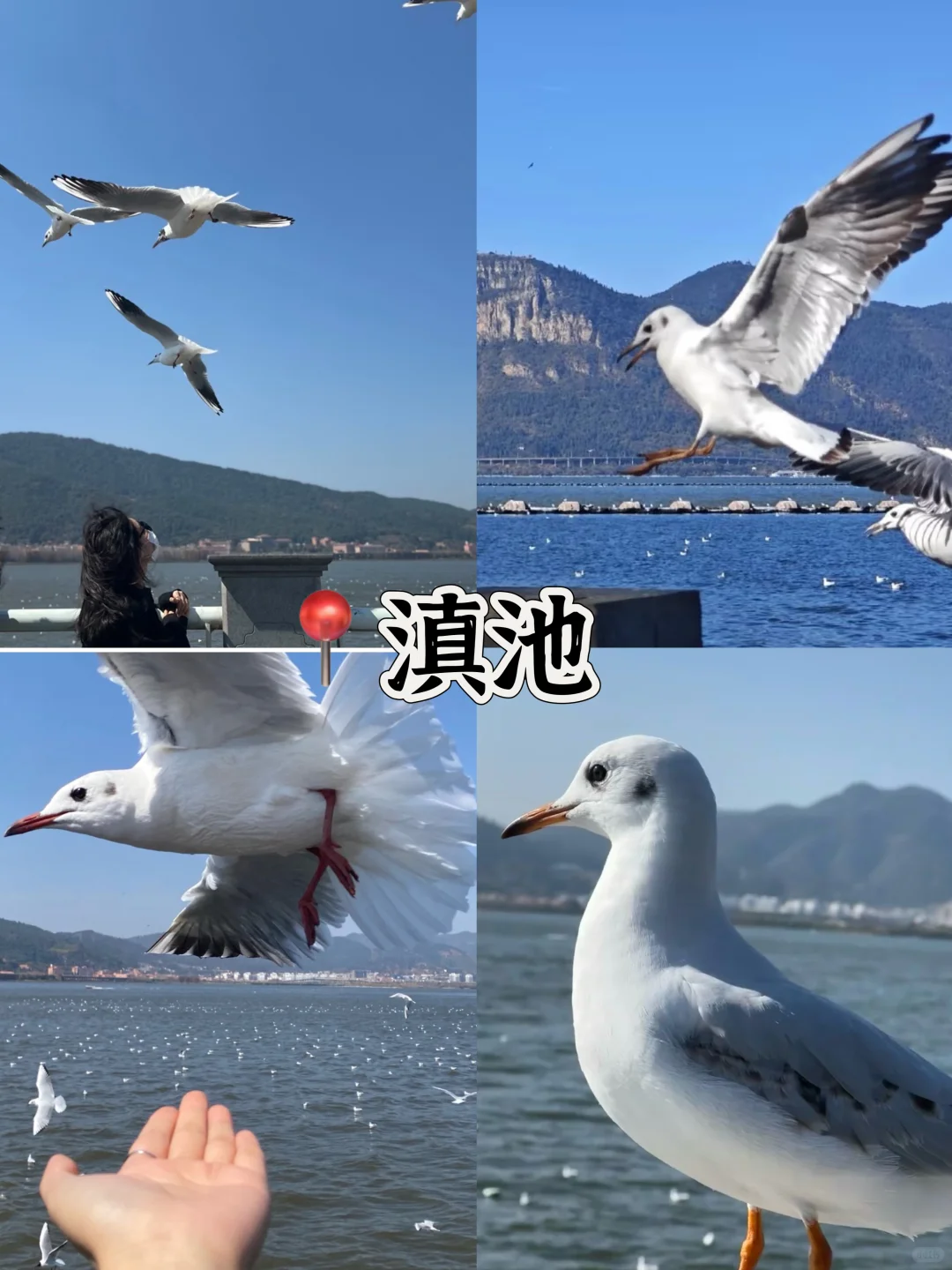 昆明必去的十大景点🔥朋友圈夸爆了‼️