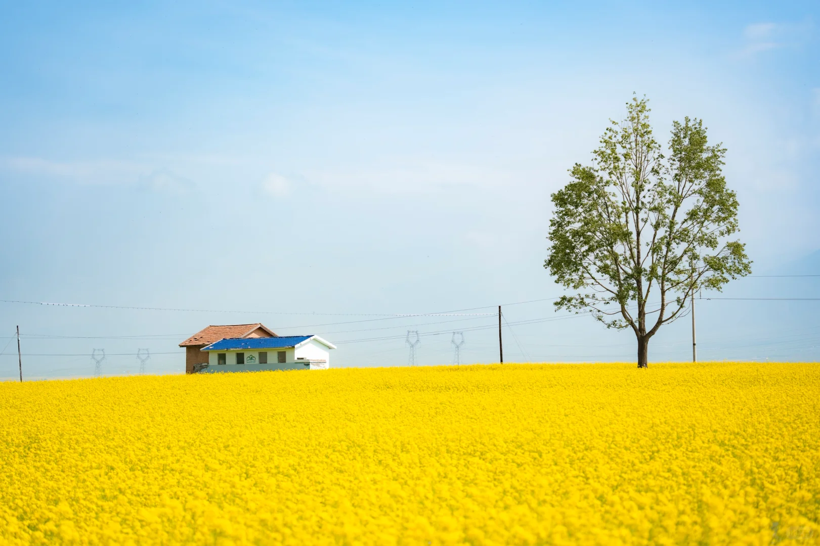 7月份最适合去的小众城市--门源🌼