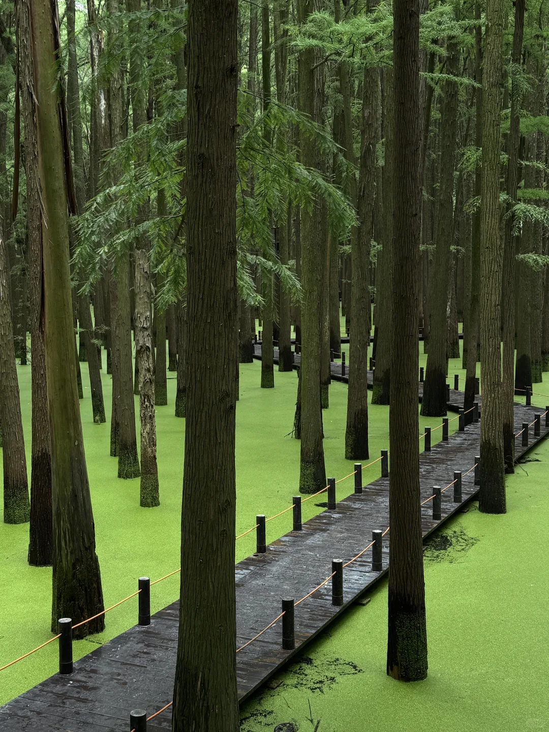 📍杭州｜去青山湖水上森林里喂鹿🦌