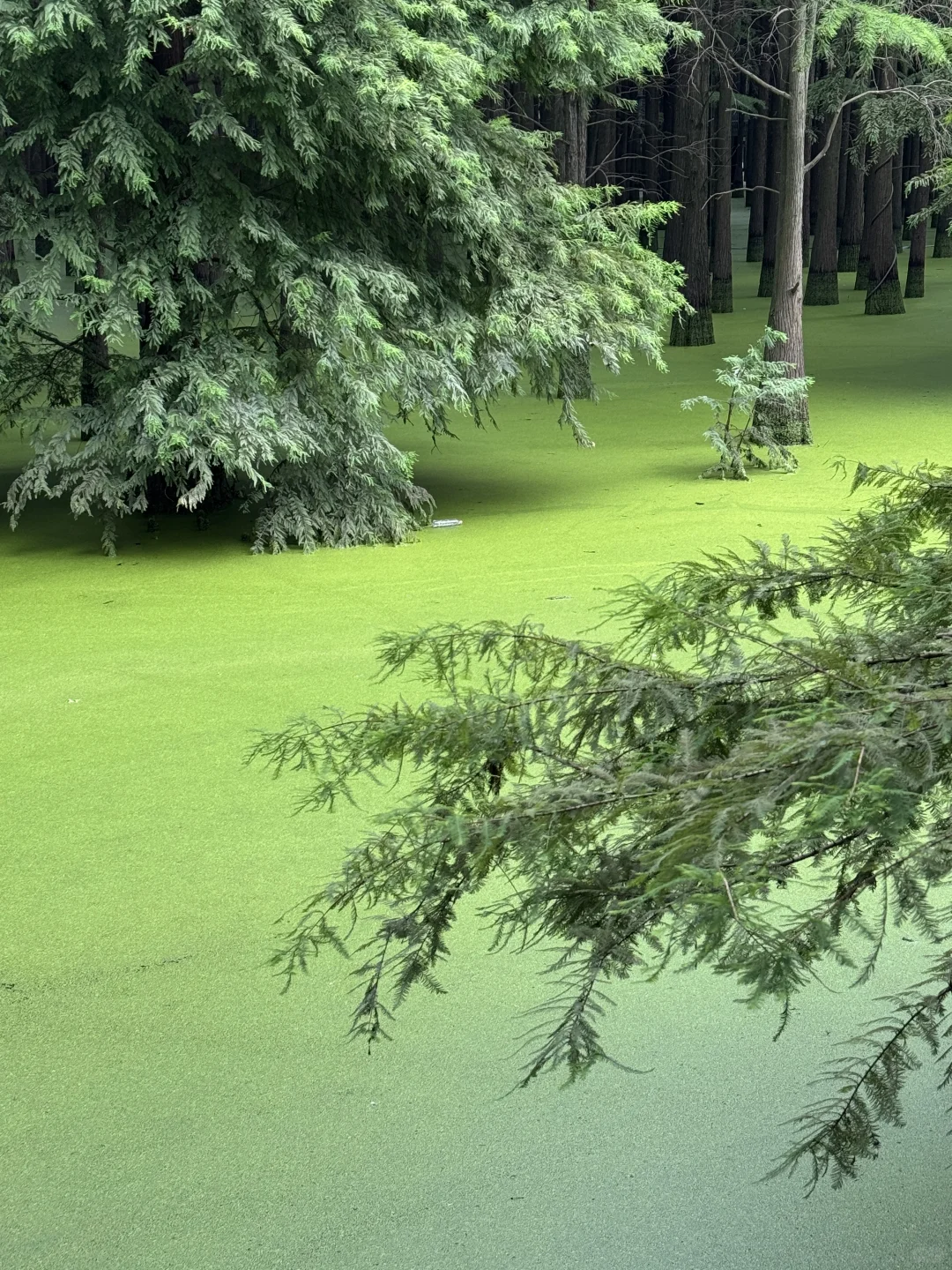 📍杭州｜去青山湖水上森林里喂鹿🦌
