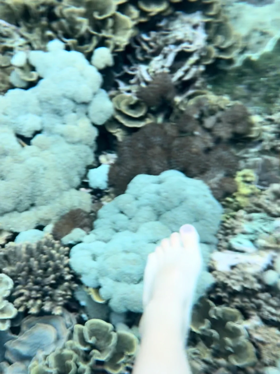 巴厘岛旅游｜喜欢玻璃海里的海葵和珊瑚🪸