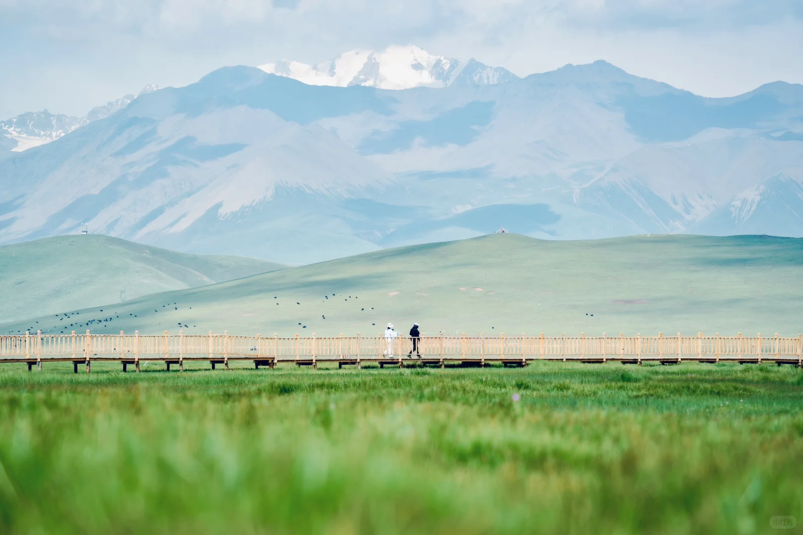 7月份最适合去的小众城市--门源🌼